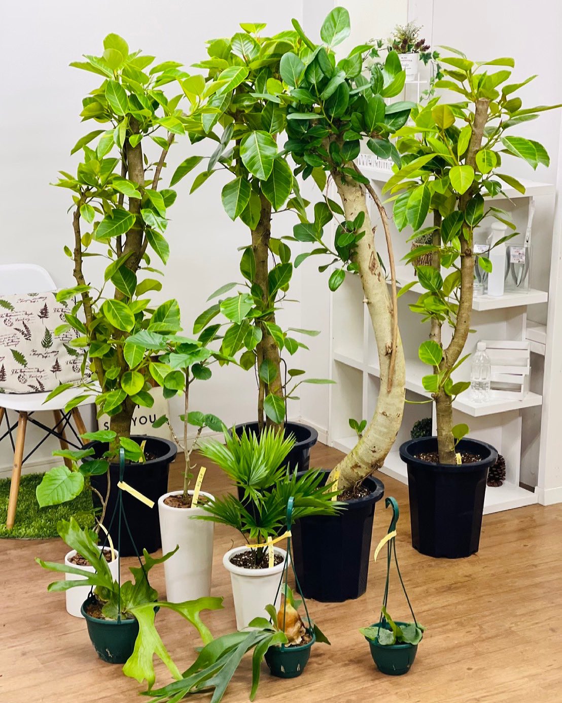 観葉植物のお店 E Ran 4月15日入荷の植物達です٩ ۶ ビカクシダ グランデ ビカクシダ アルシコルネ ジャワビロウ ウンベラータ アルテシマ ベンガレンシス 観葉植物専門店e Ran T Co Eanwzgmfcy T Co Sqmrig7yuq Twitter 観葉植物のお店 E Ran 4月15日入荷の植物達です٩ ۶ ビカクシダ グランデ ビカクシダ アルシコルネ ジャワビロウ ウンベラータ アルテシマ ベンガレンシス 観葉植物専門店e Ran T Co Eanwzgmfcy T Co Sqmrig7yuq Twitter