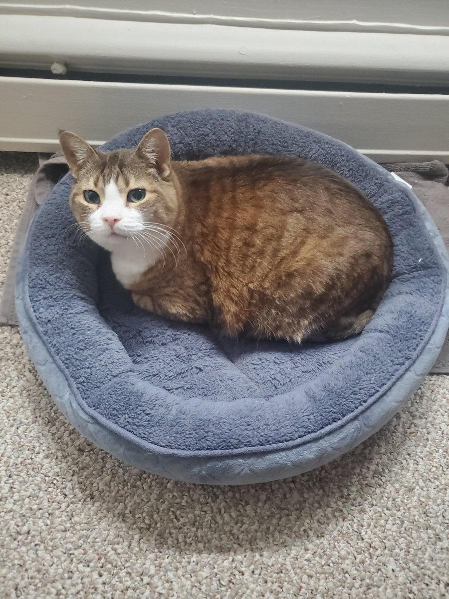 Yoshihut's tweet photo. kitten pics https://t.co/qr9VFb2rZe