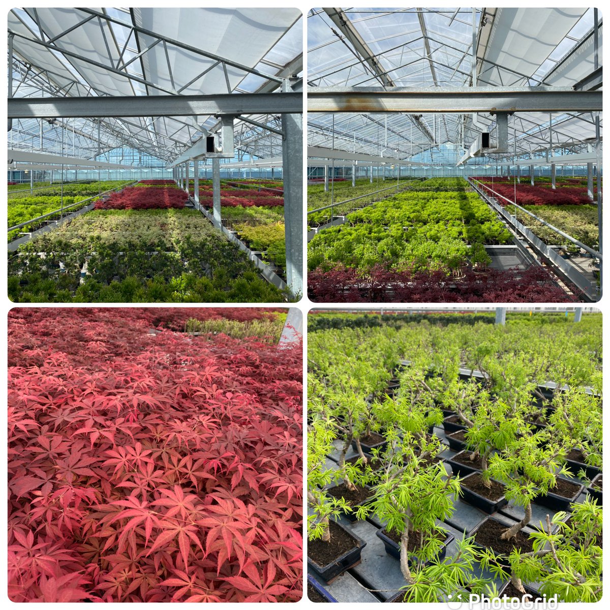 De voorjaarszon staat weer in onze kas, hierdoor groeit onze Bonsai Outdoor goed door. Deze week zagen wij hem weer visueel mooier worden.

The branches are many, the root is one.
#bonsaioutdoor #outdoor #bonsai #sun #spring