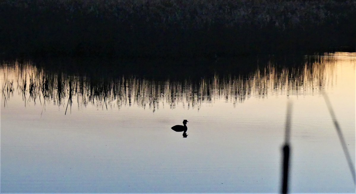 wildlifebeck's tweet photo. Up at silly o'clock to survey for booming bitterns. Beautiful and tranquil sunrise at @SomersetWT Westhay Moor arrived with a stunning dawn chorus. @AvalonMarshes https://t.co/imYVL9xAok