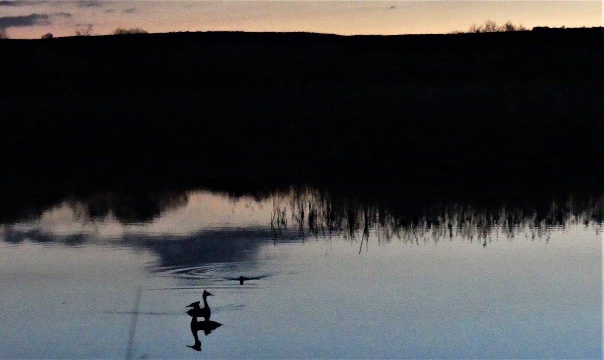 wildlifebeck's tweet photo. Up at silly o'clock to survey for booming bitterns. Beautiful and tranquil sunrise at @SomersetWT Westhay Moor arrived with a stunning dawn chorus. @AvalonMarshes https://t.co/imYVL9xAok
