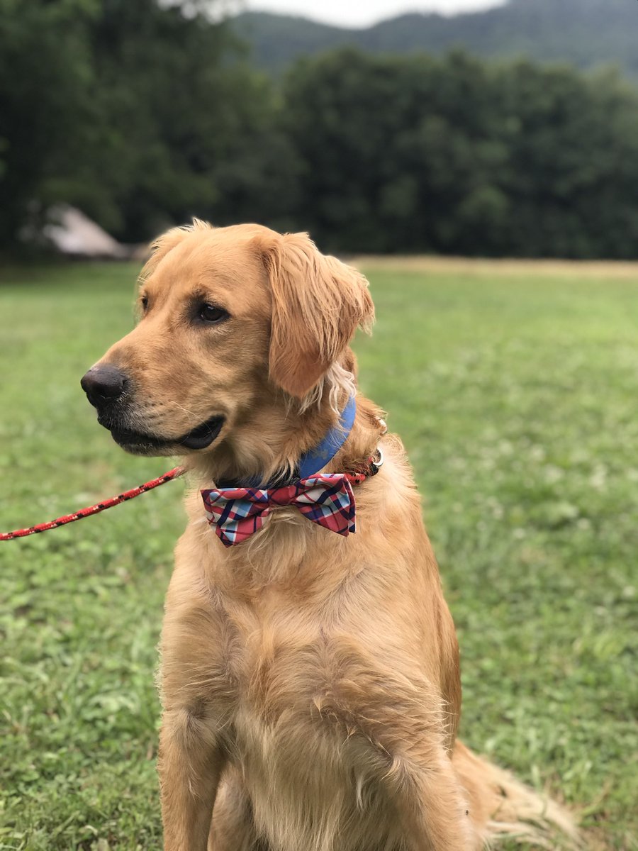 _larrymorrison_'s tweet photo. @BuschBeer This is Bear! He has his own Ig page. It is @bear.the_golden.
He is super talented, dresses well, and loves to sniff out little morsels that hit the floor when someone is eating. He just sits and stairs at the ground til we “accidentally” drop a piece and then pounces. https://t.co/RAHaQyB0tt