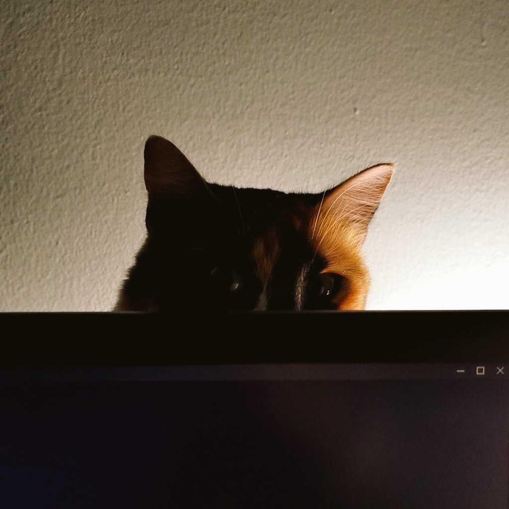 raplineshero's tweet image. Cats x AoT anime