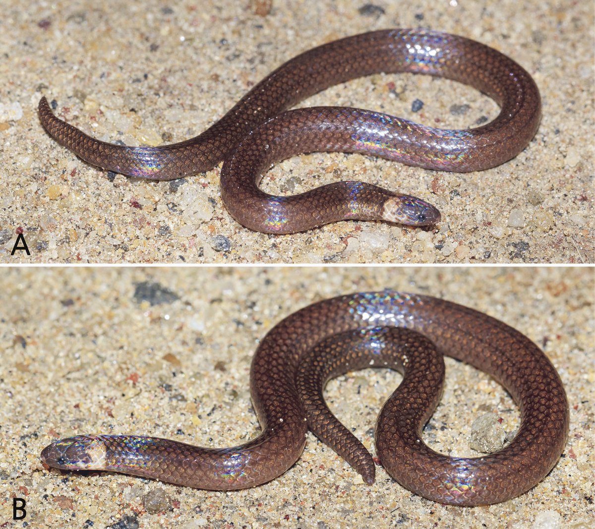 My friends named a tiny snake after me! 😃Meet Xylophis deepaki endemic to Western Ghats, #India. Also so far known only from my home state Tamil Nadu :)  Feels really nice to be honoured this way #newspecies #snakesofIndia

vertebrate-zoology.arphahub.com/article/63986/