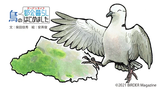 4月16日(金)発売雑誌「#BIRDER」(文一総合出版)2021年5月号イラストを担当している「鳥の都会暮らしはじめました」第38回は「シラコバト」私は埼玉出身なのですが、シラコバトを野外では見たことがないのです;文:柴田佳秀絵:安斉俊  
