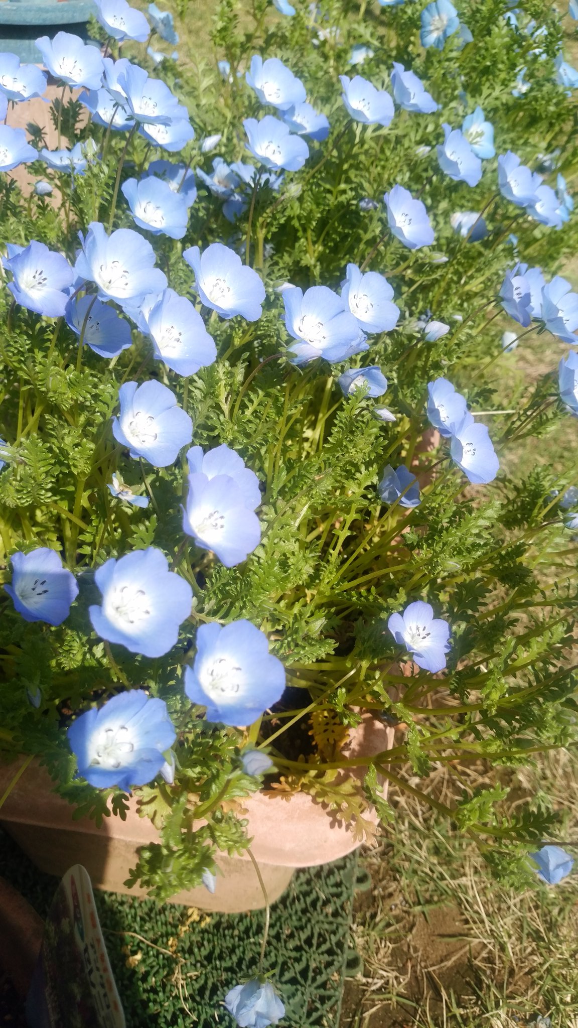 雪だるま お祝いの花束に 我が家のネモフィラたちです 来年はもっといっぱい咲きますよ その次の年も ずっと あなたと一緒にいたから見えた景色が 感じた想いがあります 溢れるその全てを伝えきれません 4歳のお誕生日 4周年本当におめでとう