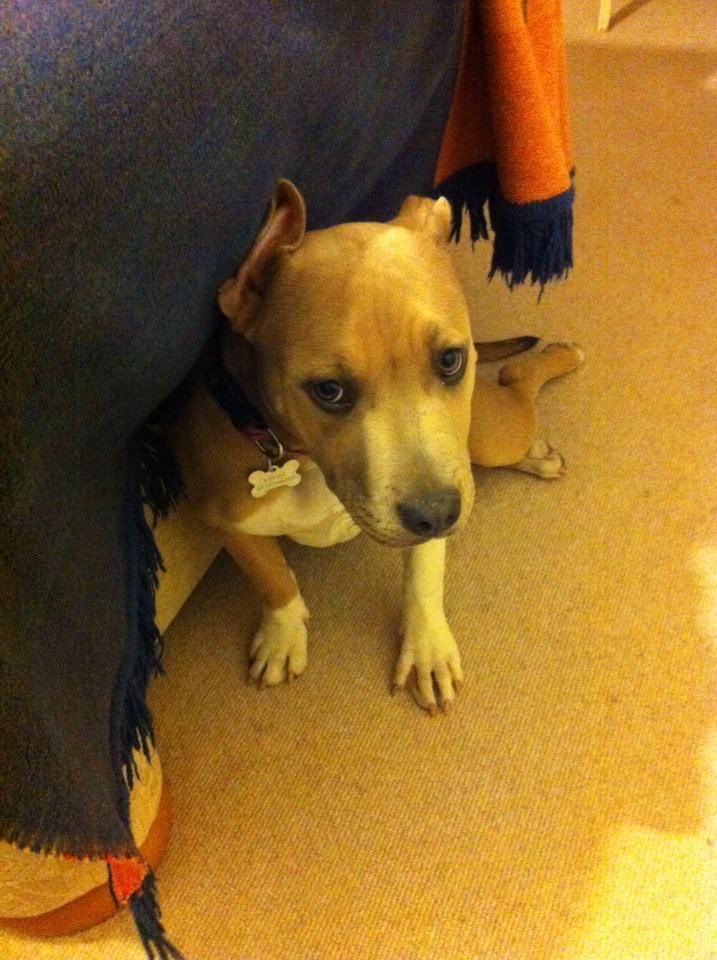 A throw back to my first couple of weeks in my forever home xx #staffy #staffie #staffiesaturday