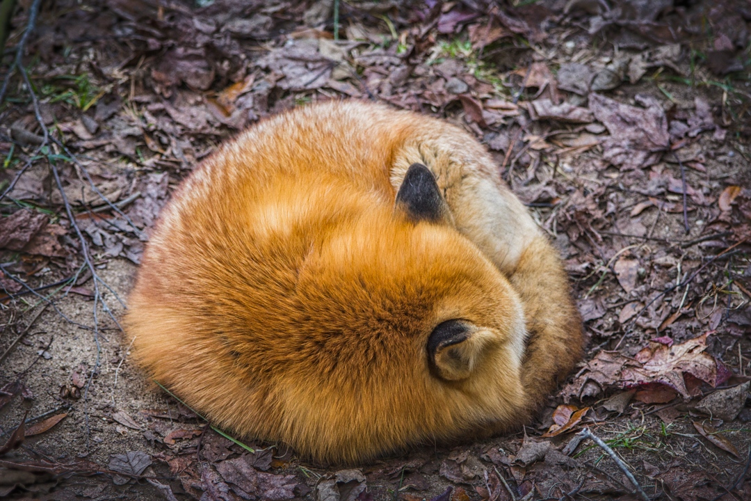 AOV_Photo's tweet photo. Sleeping in the cool afternoon at Brookgreen Gardens, Myrtle Beach, SC.

#aovphoto #fox #brookgreengardens #myrtlebeach  #animal #wildlife #naptime #redfox #cuteredfox #instafox #fluffyanimals #animallife #vulpesvulpes #notfoxenough #beautifulanimals #fuzzyears https://t.co/ZL0lUu6kJa