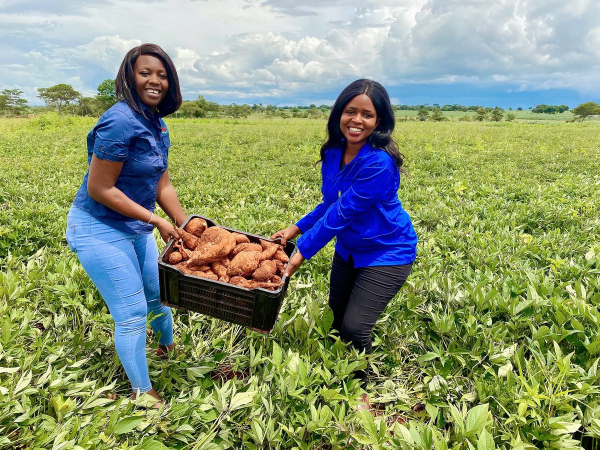 agribusiness110's tweet photo. Sweet potato  🍠  production. It was a beautiful day 🍠🍠🍠. ⁦@WendyMadzura⁩ https://t.co/2TRcMxCoiA
