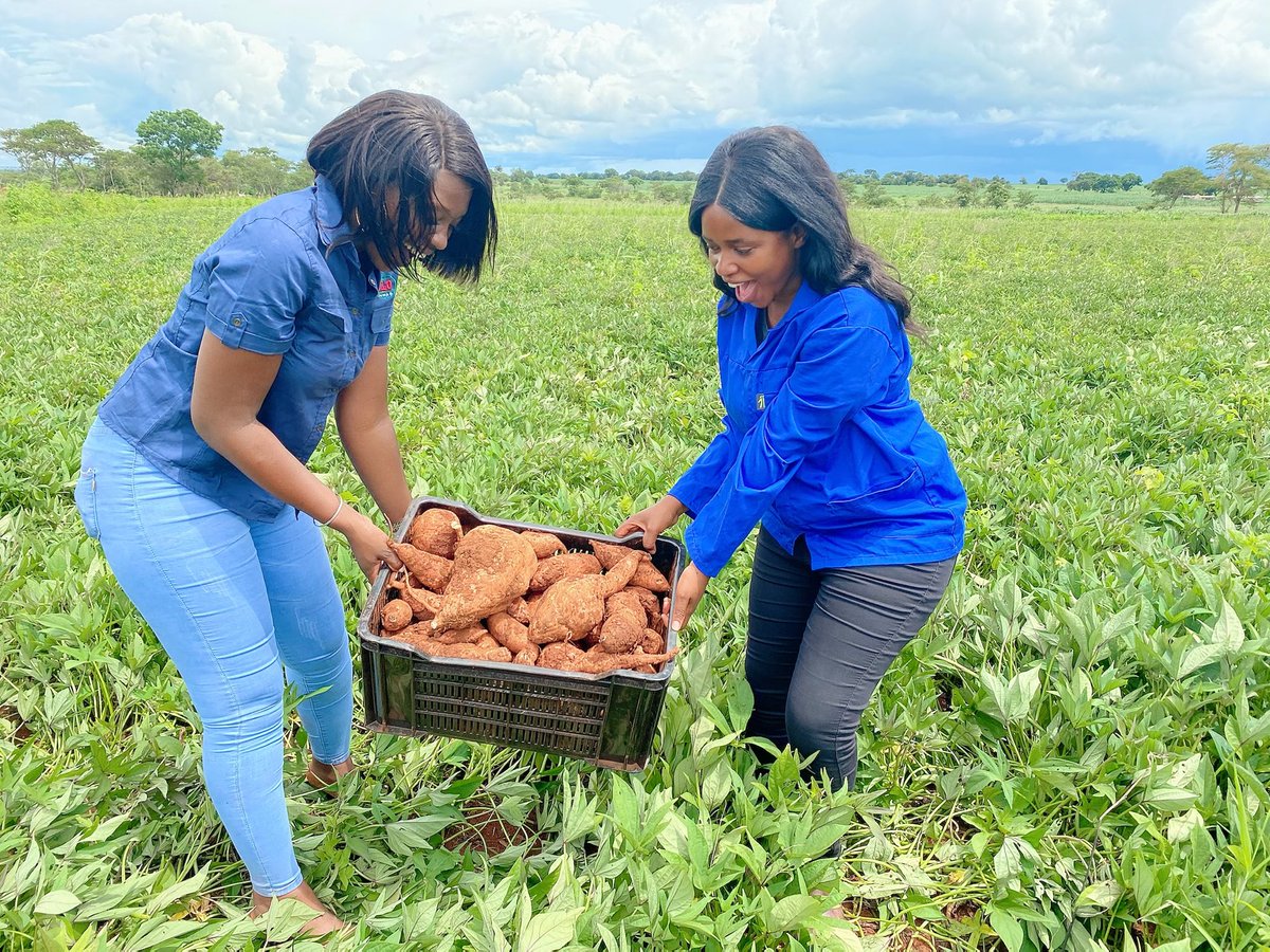 agribusiness110's tweet photo. Sweet potato  🍠  production. It was a beautiful day 🍠🍠🍠. ⁦@WendyMadzura⁩ https://t.co/2TRcMxCoiA