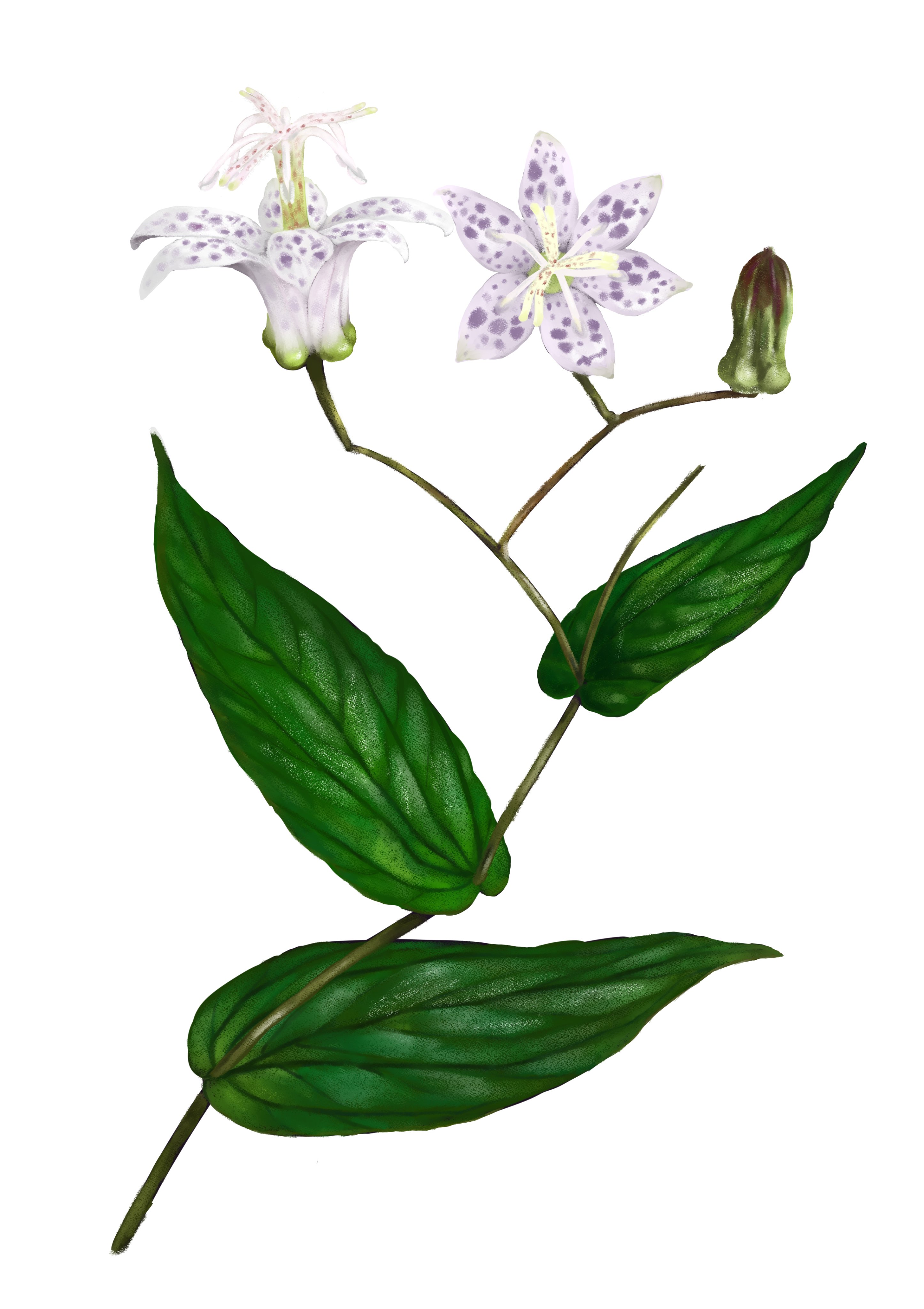 玩石御宅族on Twitter 鈴木氏油點草 Tricyrtis Suzukii Masam 百合科 台灣特有種 T Co Chemiafegr Twitter