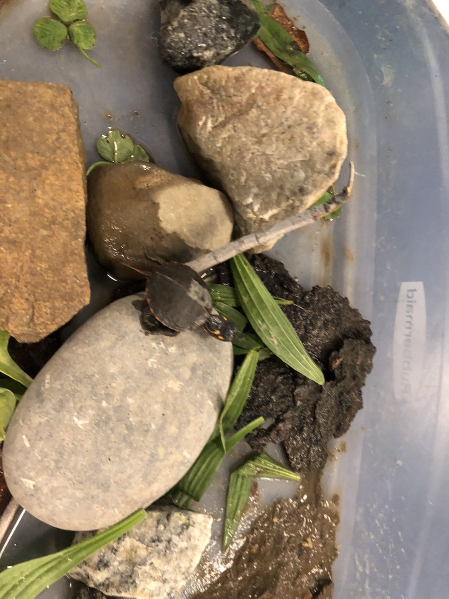 ENL_BCSD's tweet photo. The teachable moment.  While on a walk, we came across this painted baby turtle.  What a great opportunity to add this to our lessons about spring.  This afternoon it will go back to the wetlands. @brewsterschools https://t.co/vzdiFERs4y