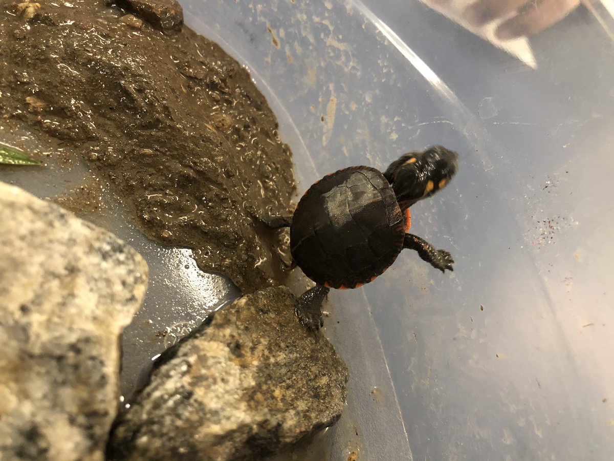 ENL_BCSD's tweet photo. The teachable moment.  While on a walk, we came across this painted baby turtle.  What a great opportunity to add this to our lessons about spring.  This afternoon it will go back to the wetlands. @brewsterschools https://t.co/vzdiFERs4y