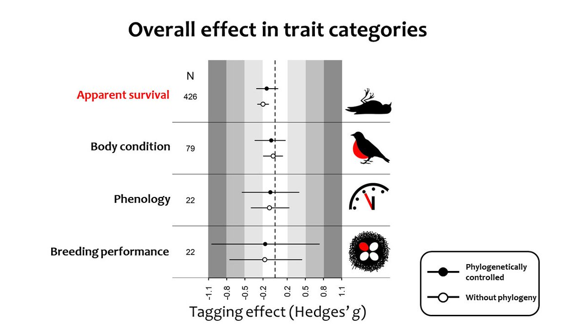 VojtechBrlik's tweet image. Our #metaanalysis on #geolocator effects published in @AnimalEcology is a #topcitedarticle.🥂 

besjournals.onlinelibrary.wiley.com/doi/10.1111/13…

#ornithology #birdmigration #tagging