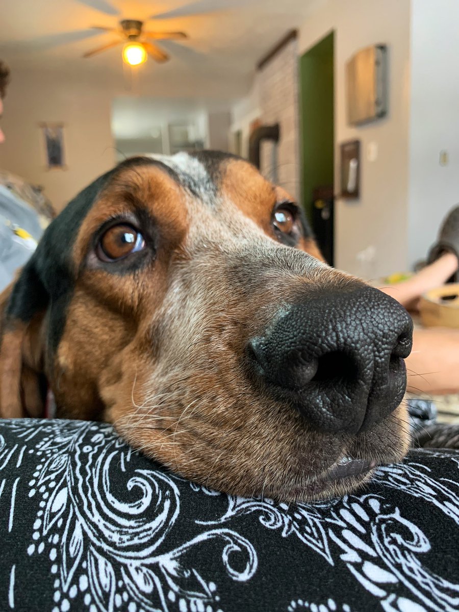 emmmarife's tweet photo. @BuschBeer This is Willie our photogenic rescue hound with lots of personality.  Quote from Willie: “🐾Mom and Dad do drink busch lattes and I am never allowed (not fair). I would love to be a pawfessional taste-tester and enjoy a cold one then we could be best buds🐾” #buschCTOcontest https://t.co/PaSVpazj43