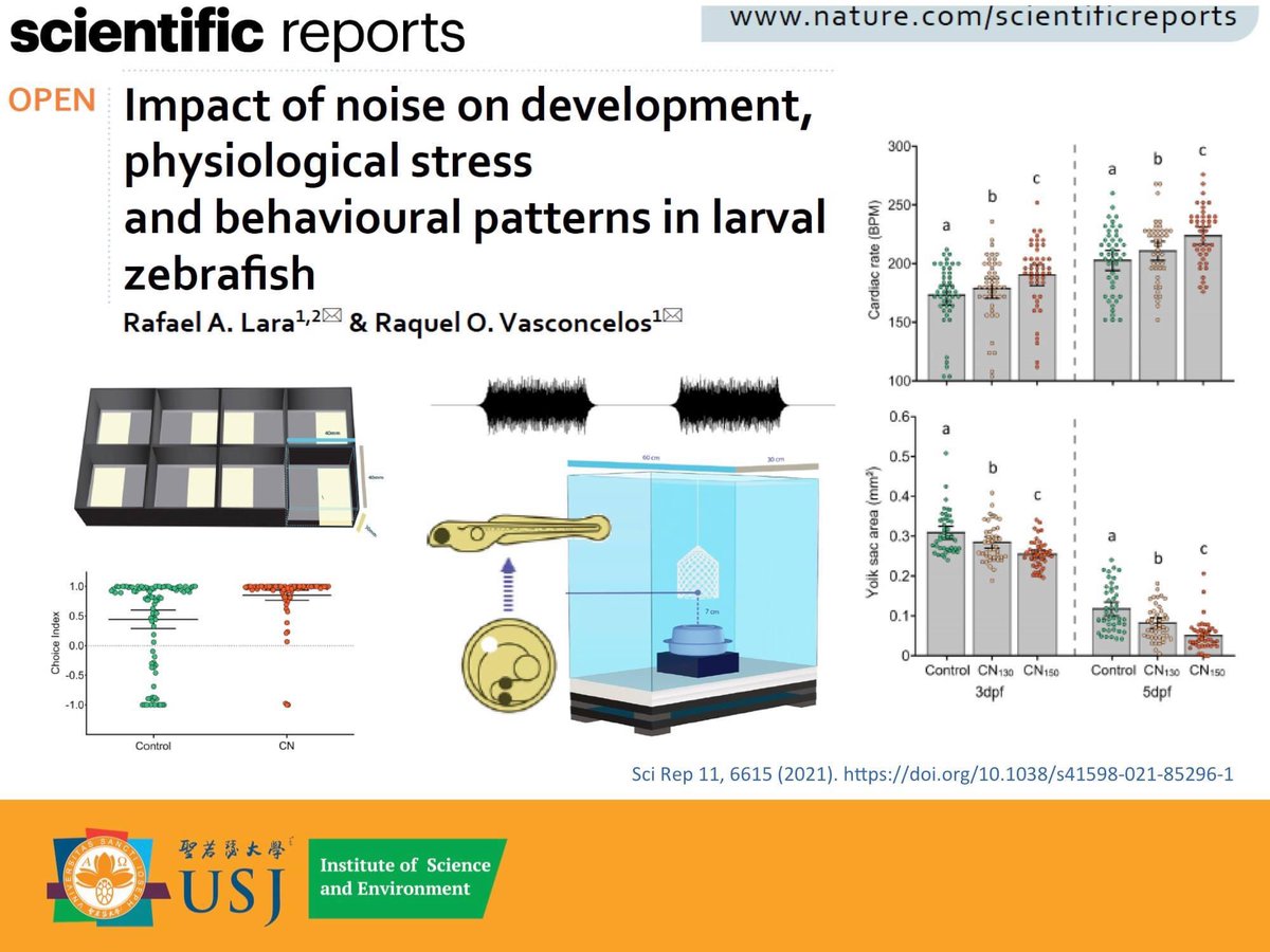 New paper from the ISE lab about the effect of noise exposure on development, physiology and behavior in a reference model in ecotoxicology and hearing research, the zebrafish.
#iseusj #usjmacau #zebrafish #ecotoxicology #BehavioralScience.       doi.org/10.1038/s41598…