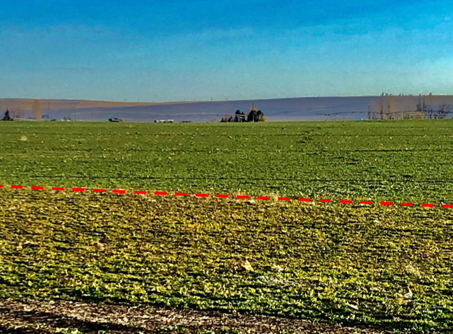 themcgregorco's tweet photo. A gun skip in the pivot left the edge of this alfalfa crop untreated making it easy to see the power of #MStruct at keeping phosphorus plant-available. #StartStrong #StrongerFromTheStart #BigRoots https://t.co/U3heQzozbQ