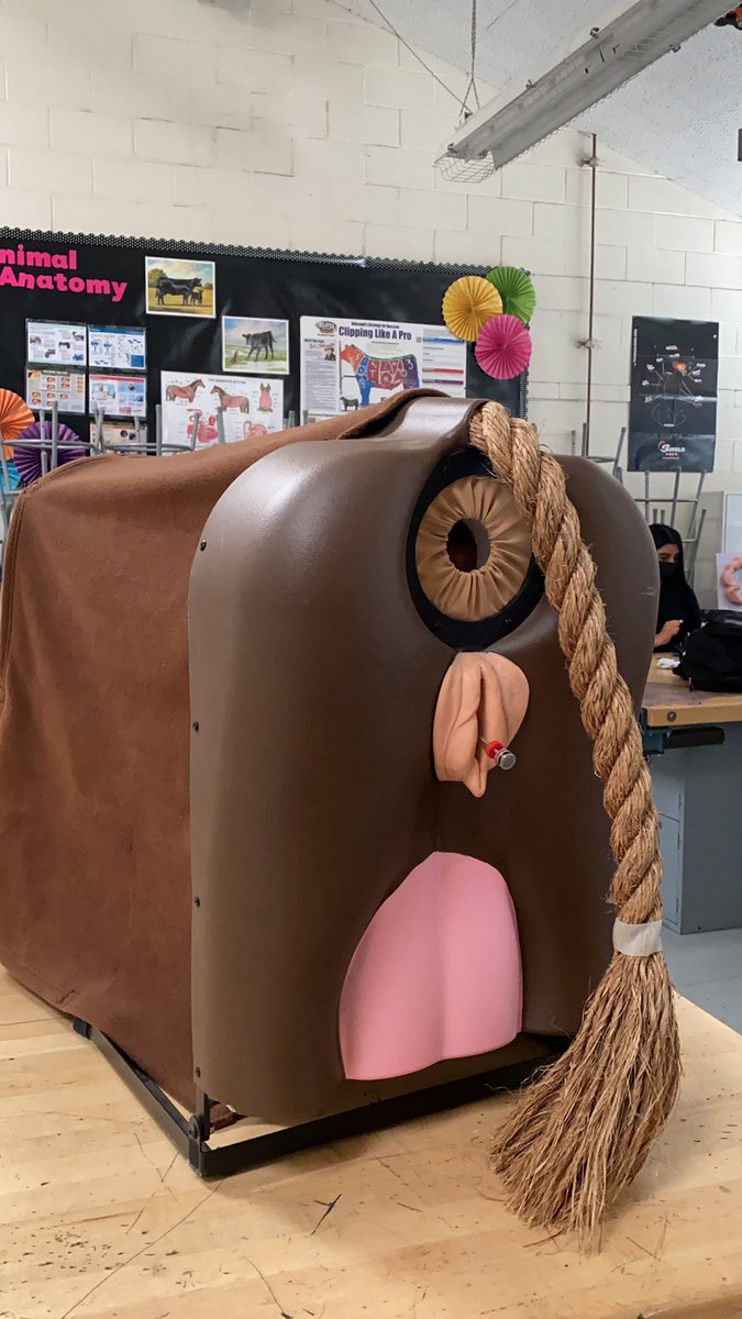 Artificial insemination best practices in Animal Anatomy and Physiology today! <a href="/bchsffa/">Buhach Colony FFA</a> @BCHSinstruction