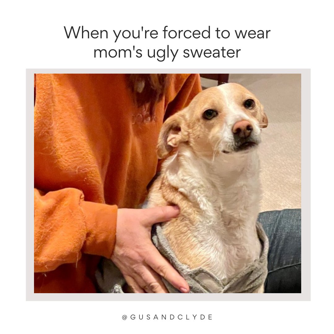 gus_clyde's tweet photo. RIP fashion.

Seriously though… why do moms do this? Asking for a friend, LOL

#doglover #instapuppy #instadog #puppiesofinstagram #cutedogs #dogsofig #dogsandpals #lifewithdogs #mansbestfriend #maremmasheepdog #maremmasofinstagram
#maremma https://t.co/Rq3FdYUpKi