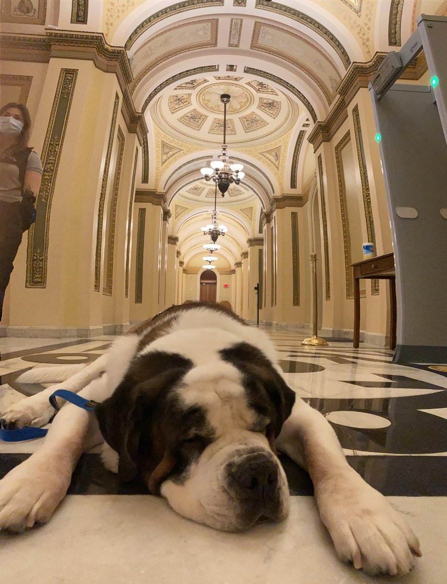 Did you guys know that there is a comfort dog named Officer Clarance in the Capitol Rotunda?

Credit: Imgur