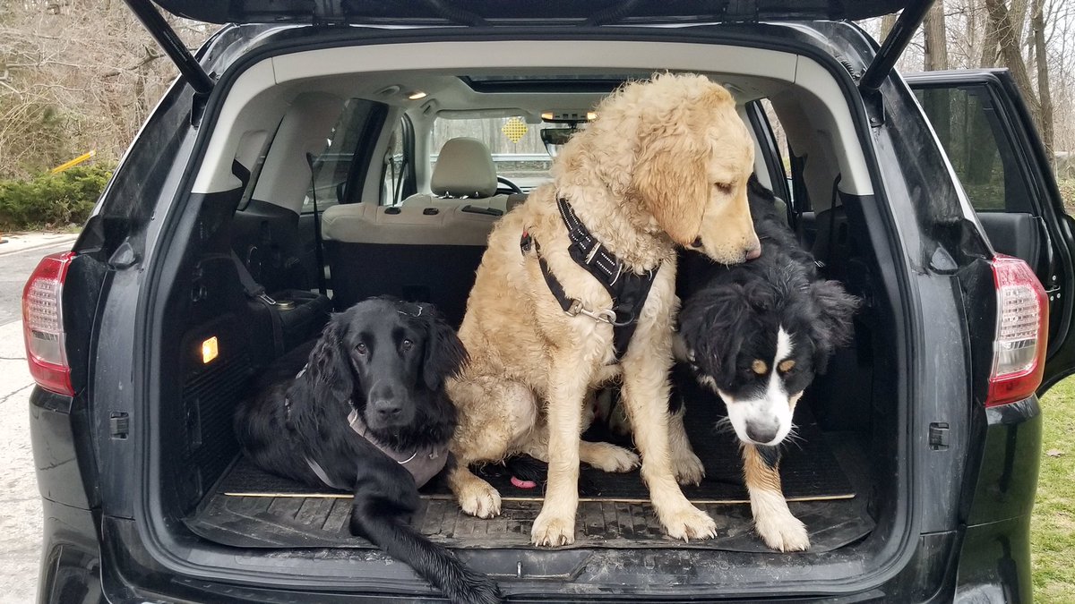 When the gang needs a lift. #bernesemountaindog #greatbernese #thursdayvibes #doge 
cutt.ly/hvdkH1p