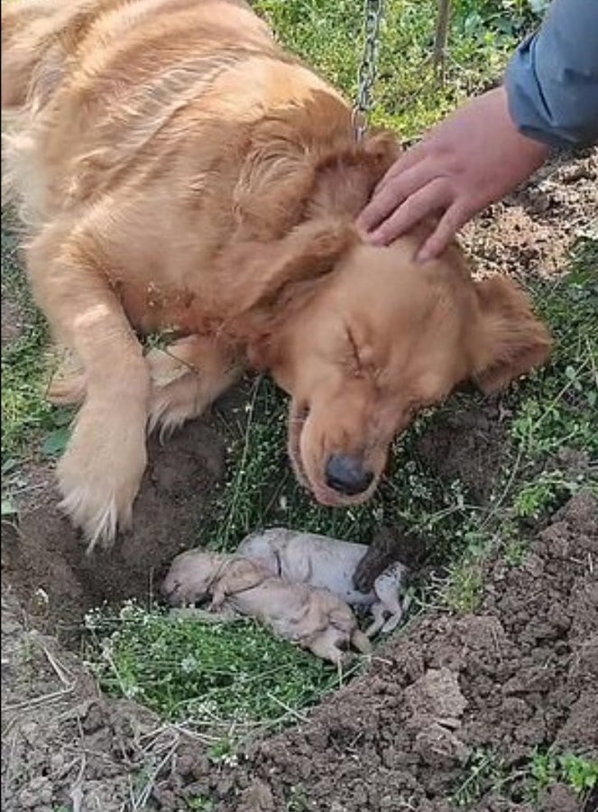我が子の死が受け入れられず 必死にお墓を掘り起こそうとするゴールデンレトリバーの母犬 ニコニコニュース