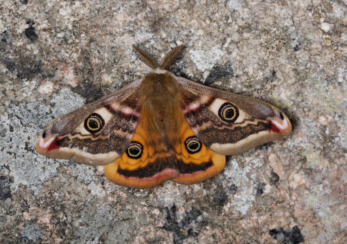 ChrisBuckland6's tweet photo. Emperor moth male today Grimpounds Dartmoor.@Chris_Vincent2 @plymptonbirder @mikebeerlrv https://t.co/TqxFSRSVSv