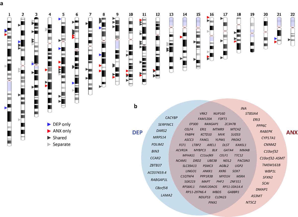 DerksEske's tweet photo. The talented @jacksonthorp has identified 509 genes that are shared between depression and anxiety, with excellent replication in @23andMe data. Congratulations! 
@QIMRBerghofer @uk_biobank @zac_gerring @NatureHumBehav https://t.co/4f7gizAIN9