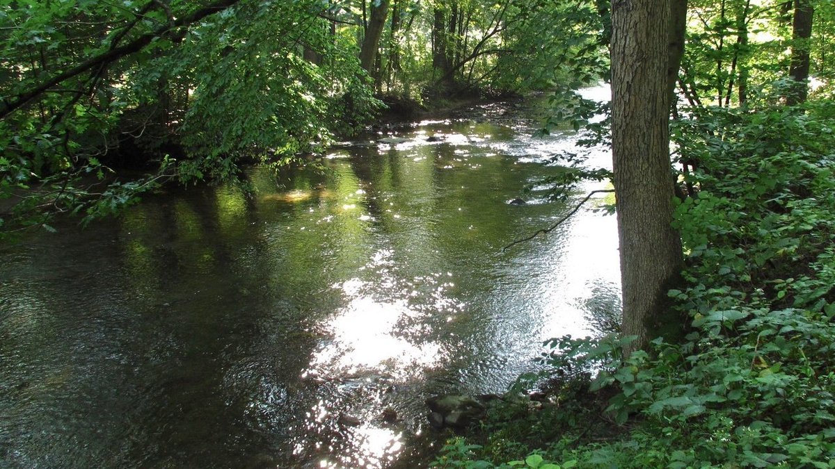 acid666host's tweet photo. deep in the forest https://t.co/7bRxxyDaza
