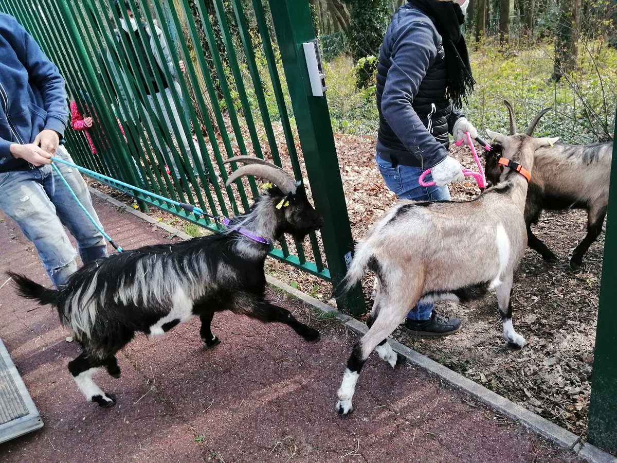 Clg_Ronsard's tweet photo. Les chèvres sont arrivées ce soir au collège. L'eco pâturage va pouvoir démarrer! Bravo aux eco-délégués pour cette belle initiative. Les chèvres alterneront entre notre établissement et le @LyceeJeanPerrin. Merci aussi à la ferme pédagogique de Chambly pour ce partenariat. https://t.co/VWjOcD3Cjr
