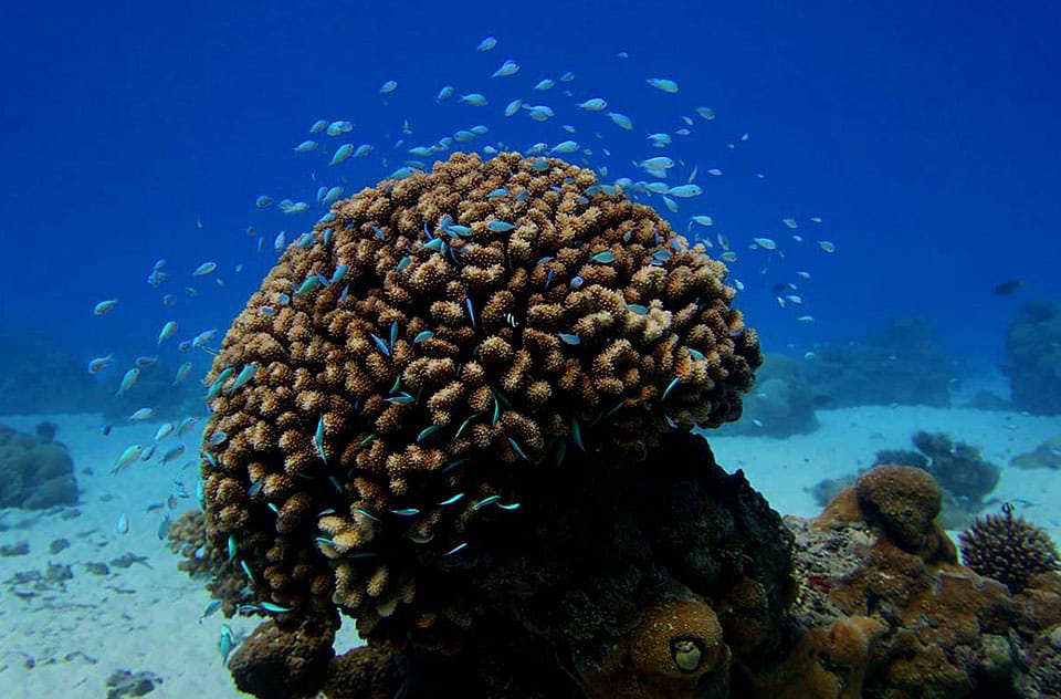 corallation's tweet photo. coraltwt! did you know corals aren’t actually plants :O they’re sessile animals that attach themselves to the ocean floor like a plant! read more here: https://t.co/hQt9dsiXxj https://t.co/mfOOf4paRC
