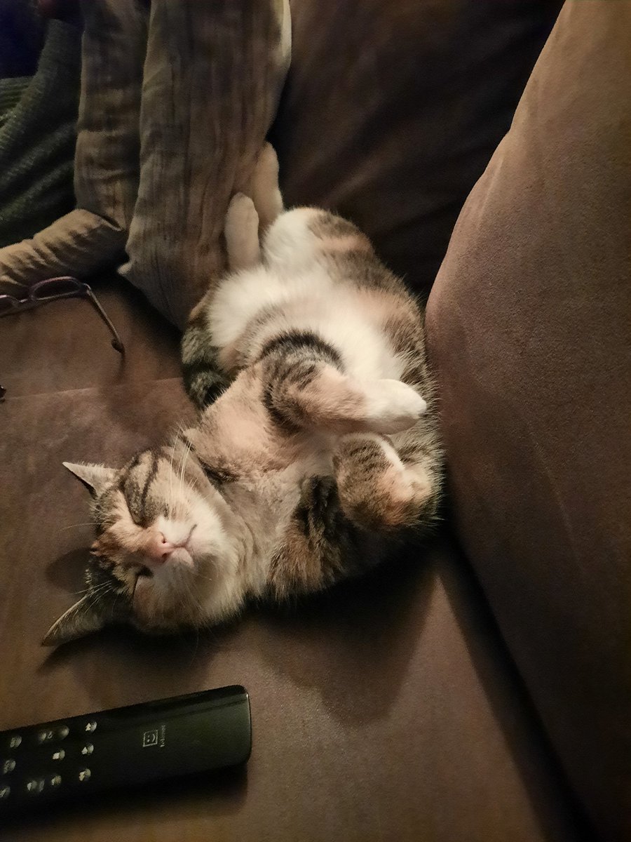 DebonnetJasmien's tweet photo. @netherjuice Look who it is! It's #Kevinkontent 😌
(And my cat cause she's cute as well 🥰) https://t.co/P7TbrawCGC