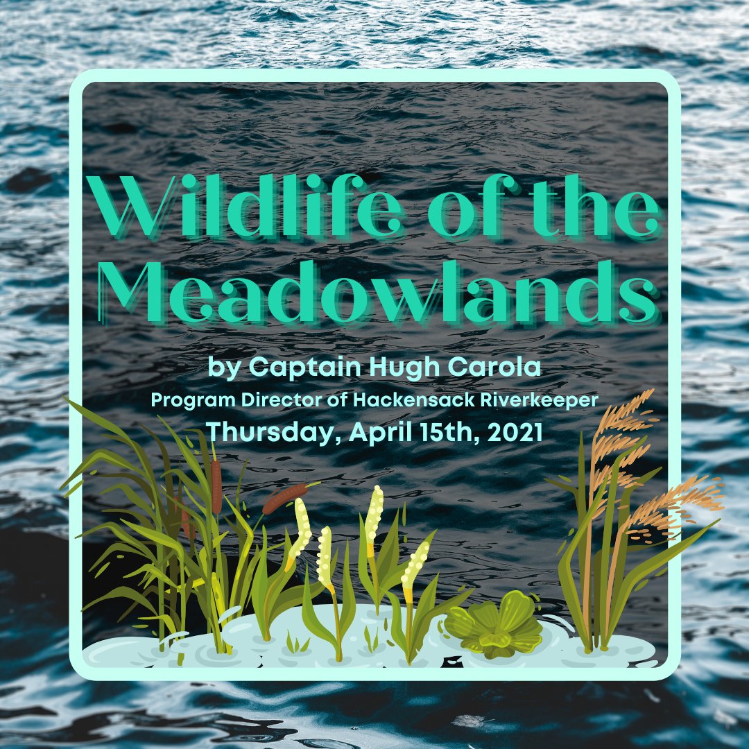 flatrockbrook's tweet image. Join us tonight at 7pm as we welcome Capt. Hugh Carola with his lecture on Wildlife in the Meadowlands as part of our Wilderness and Wildlife Lecture Series! Tickets are limited. Register Now: ow.ly/X5Ox50EpFl5