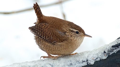 A list of translations of the word ‘wren’ for #BirdDay 7. Little walnut (Bulgarian) 6. Thumbling (Finnish) 5. Fence-skedaddler (Danish) 4. One who fills holes (Greek) 3. Druid bird (Irish) 2. Mouse-brother (Faroese) 1. Little king of winter (Dutch)