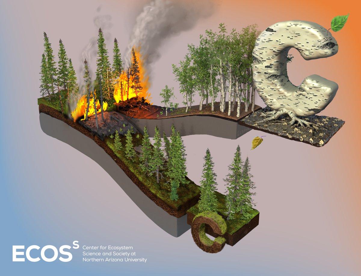 EcossNAU (@ecossnau) on Twitter photo New research in <a href="/ScienceMagazine/">Science Magazine</a> from Mack et al: carbon loss from escalating Alaskan boreal fires is being offset by new dominance of deciduous trees, which accumulate carbon four times faster than spruce forests over a 100-year fire interval. science.sciencemag.org/content/372/65⦠New research in <a href="/ScienceMagazine/">Science Magazine</a> from Mack et al: carbon loss from escalating Alaskan boreal fires is being offset by new dominance of deciduous trees, which accumulate carbon four times faster than spruce forests over a 100-year fire interval. science.sciencemag.org/content/372/65ā¦