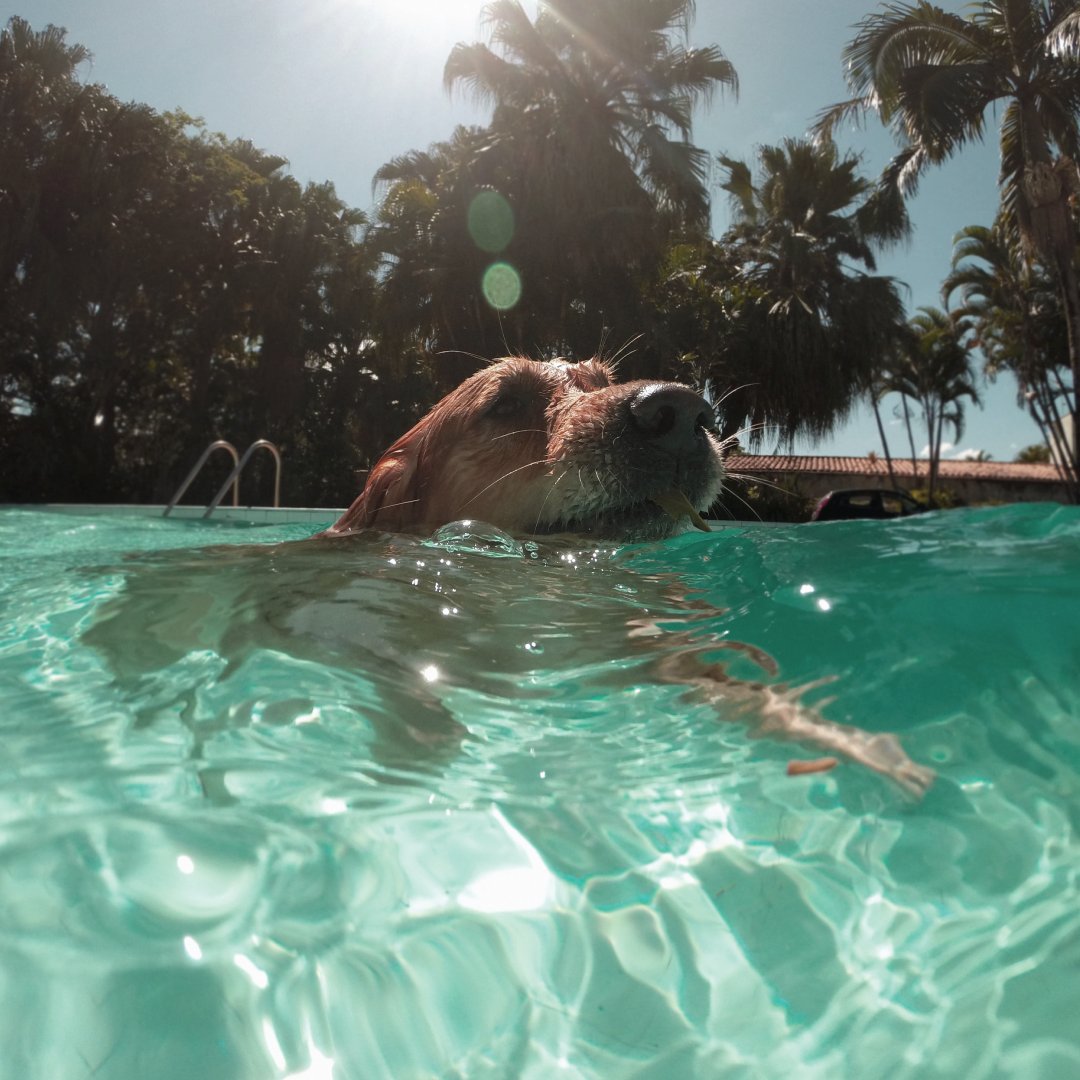 Does your furry best friend love to swim? We want to see them! Share some throwback photos of your pet taking a dip! #americanpool #furryfriends #pets #swimming #petsswimmng #throwbackthursday #tbt