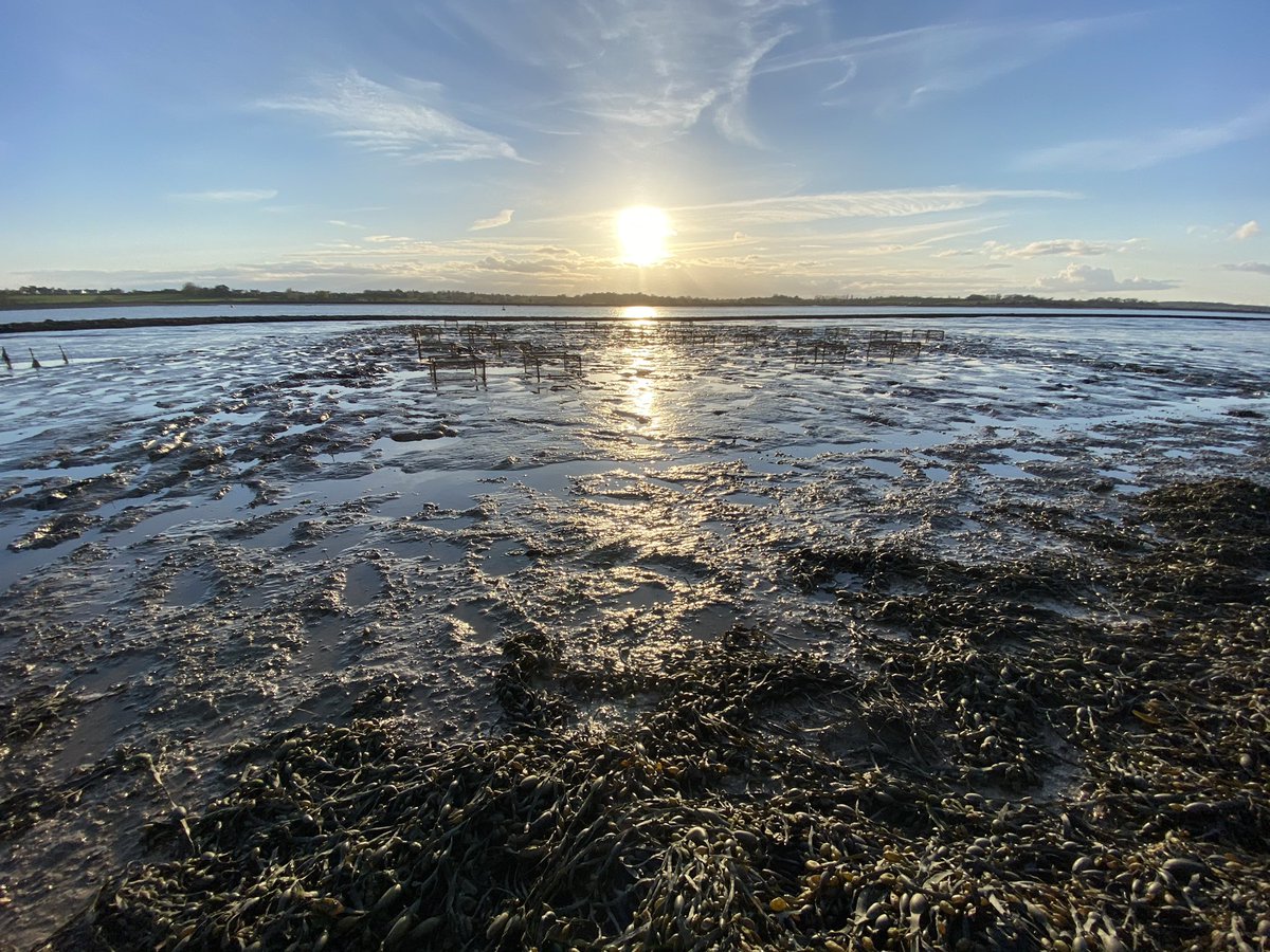 JamesBooty84's tweet image. Brilliant sky over the mudflat this evening. Now the pubs are open the site is nice and quiet again 😌 Two Swallows feeding over the marshes too.