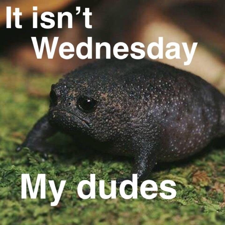 Лягушка среда. Лягушка земноводное среда обитания. Описание лягушки. Среда чуваки жаба. Среда обитания лягушки.