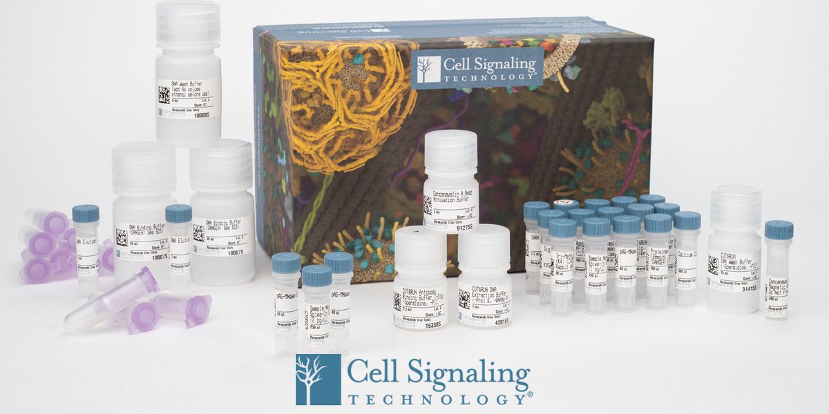 CellSignal's tweet photo. When you need a little extra reagent from the CUT&RUN kit, don’t worry, we got you. The CUT&RUN kit components are available individually here: https://t.co/DW1Mr8Zack #proteinDNA #chromatinprofiling #histones #epigenetics https://t.co/usdra5d6mZ