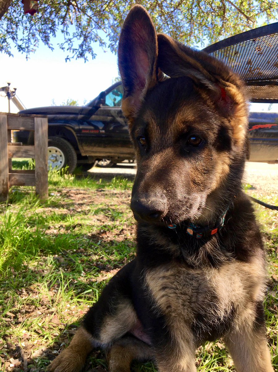 ItsGordoMan's tweet photo. Time flies 💙 Mambo is starting to hit his big boy puberty at a year and 3 months https://t.co/23ATswnUQT