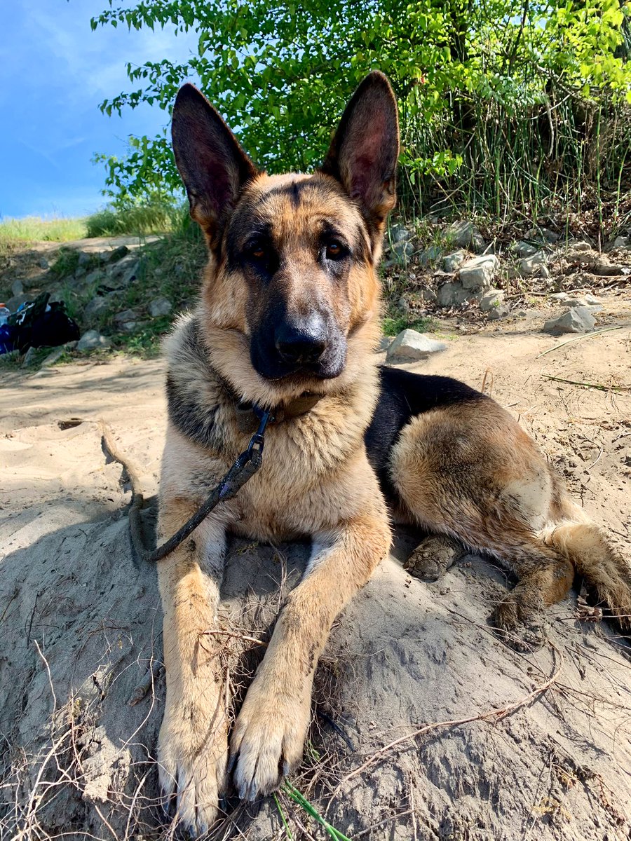 ItsGordoMan's tweet photo. Time flies 💙 Mambo is starting to hit his big boy puberty at a year and 3 months https://t.co/23ATswnUQT