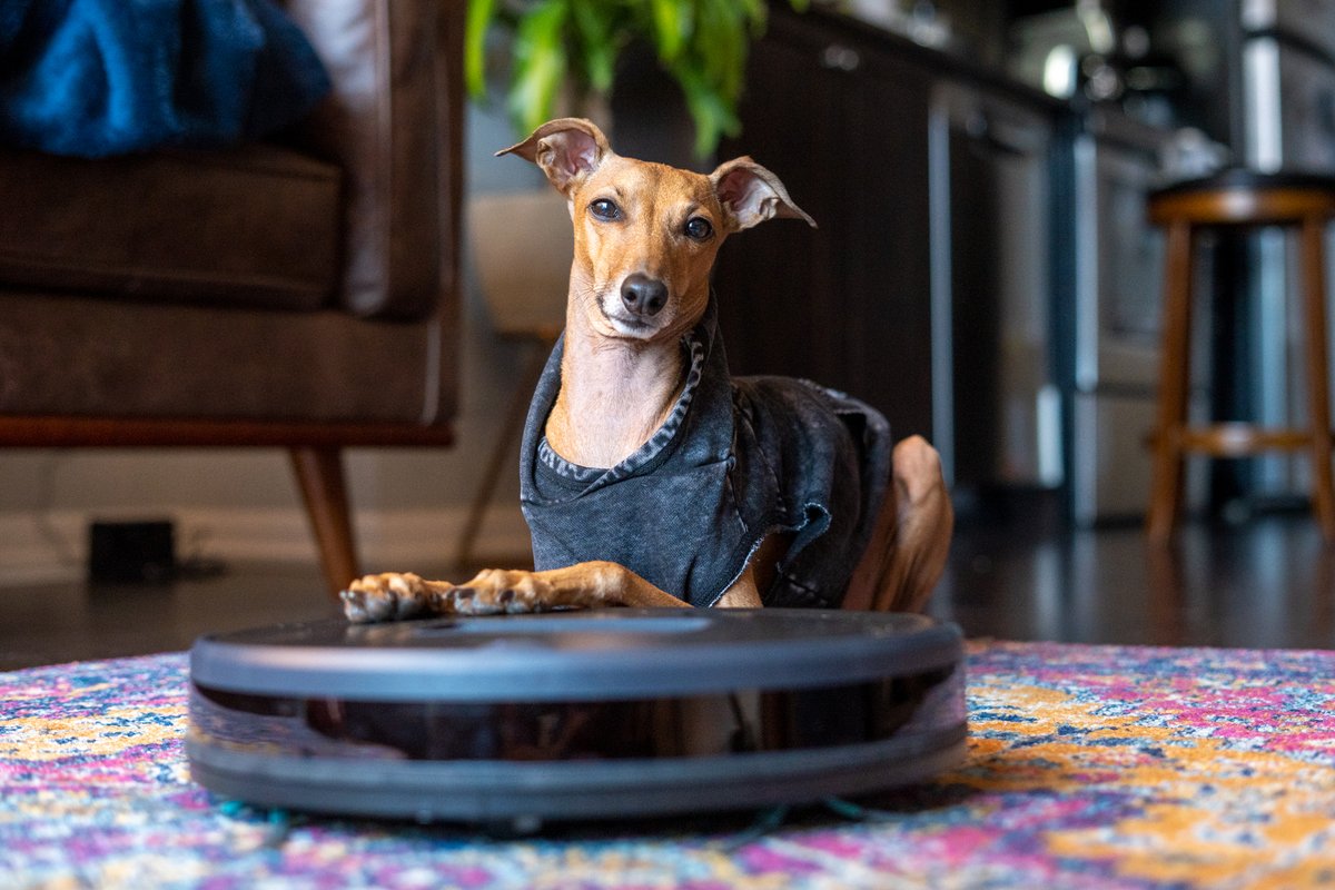 iggyjoey's tweet image. Yes I tried to sit on it. But I was too heavy ok!? I don&apos;t want to talk about it. 

Watch a short documentary about mum&apos;s third love our new bObsweep Bob PetHair Vision here: bit.ly/bObmySweet 

She&apos;s obsessed. Yes it was a gift ❤️

#bObsweep #robotvaccum #smarthome #Vision