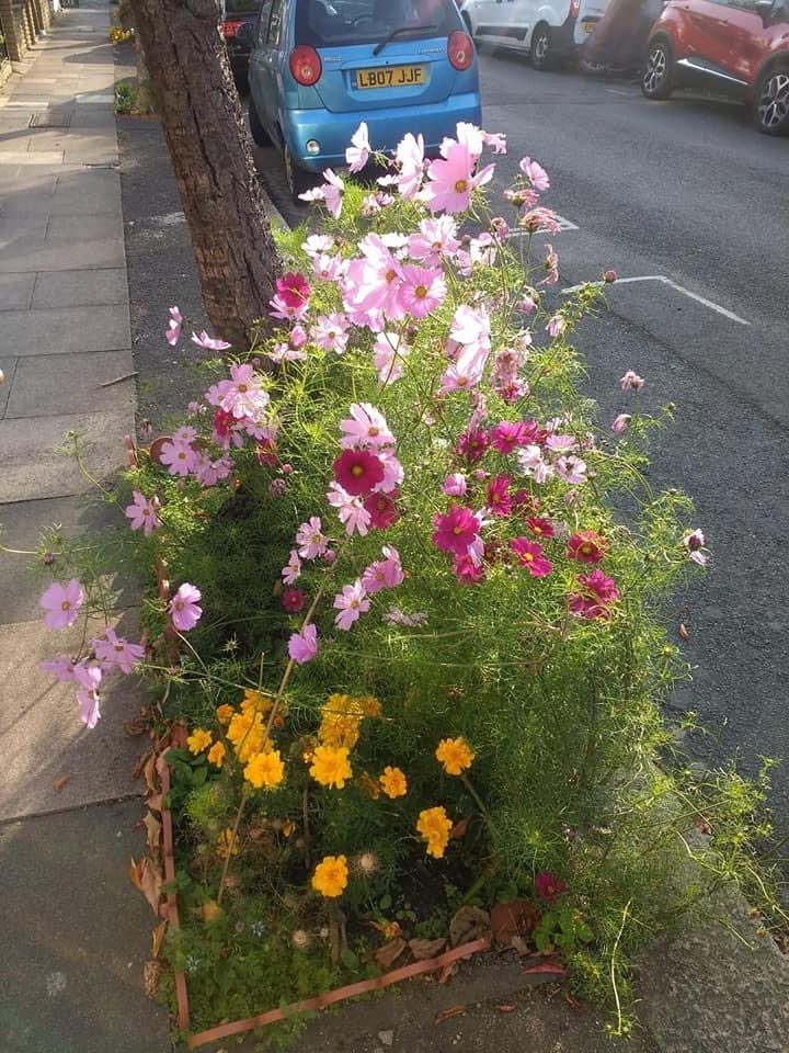ClimateMerton's tweet image. 🤢🌸Save the date - May 15🌸🌳

1st community planting day for #MertonGardenStreets

Details on how to take part to follow. 

Join our FB group for more pix &amp;amp; chat - like this gorgeous tree pit in Craven Gardens planted by residents during Covid! 😍

facebook.com/groups/2256941…