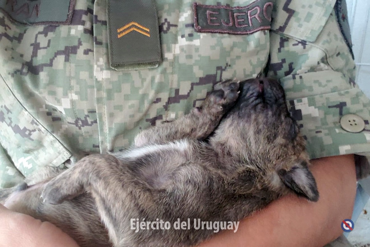 EJÉRCITO DE URUGUAY - Página 35 EzCS1weW8AAOR7c?format=jpg&name=medium