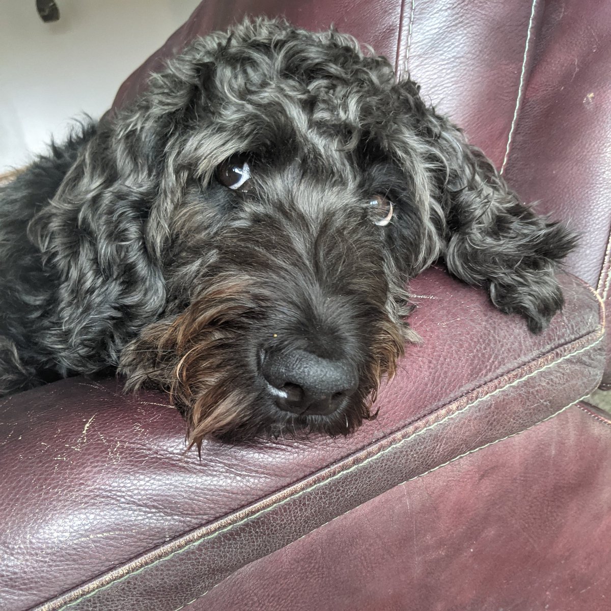 Rachel62814275's tweet photo. My heart #labradoodle https://t.co/j8lKSrHXoL