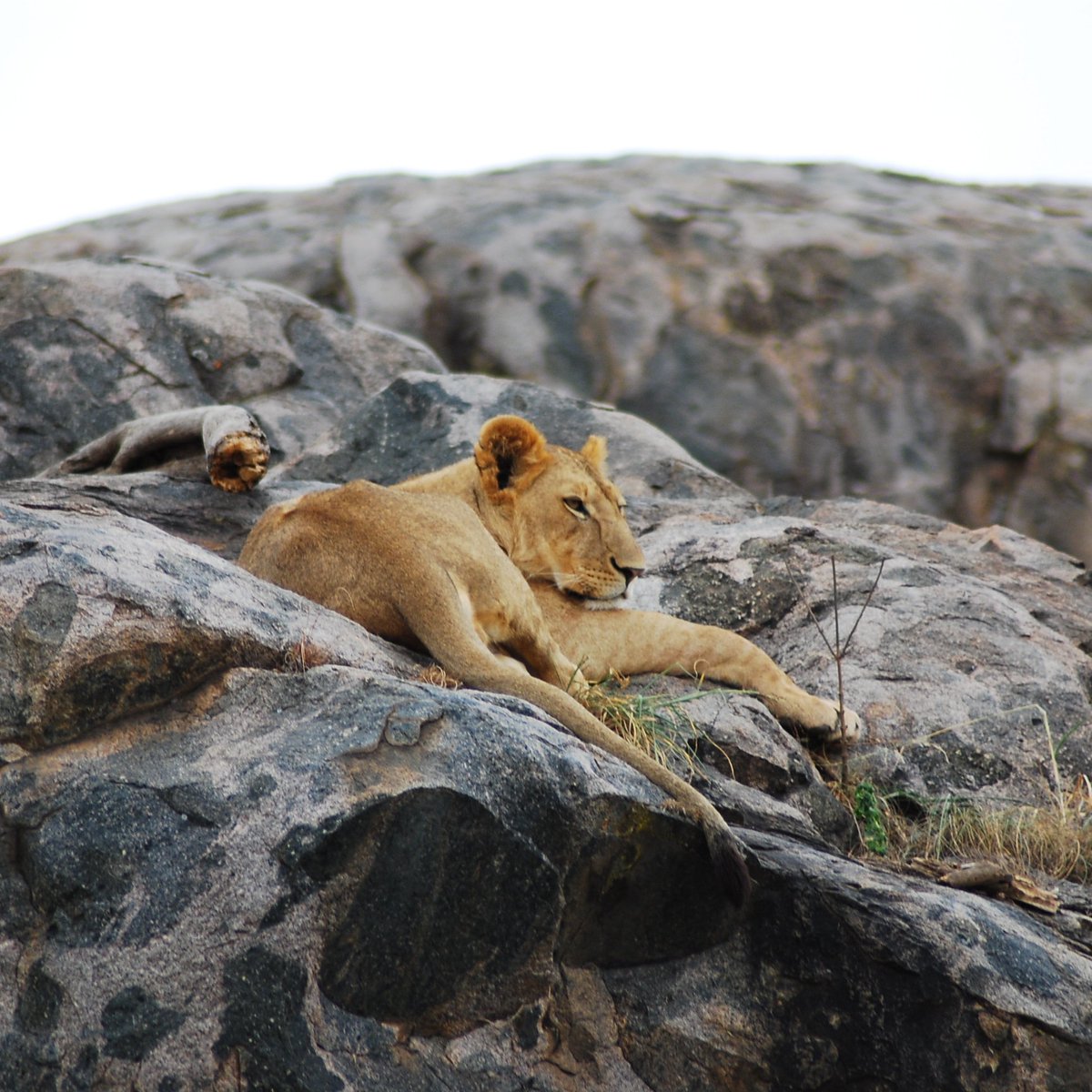 Great capture in Serengeti National Park

#africasafaris #visitafrica #wildnature #africandiurnalsafaris #africansafari #nature #serengetipark #lifetimeexperience #lionsafari #visittanzania #vacation #mwanzasafari #Mwanza #kenyasafari #ultimatesafari #privatesafari #naturelovers