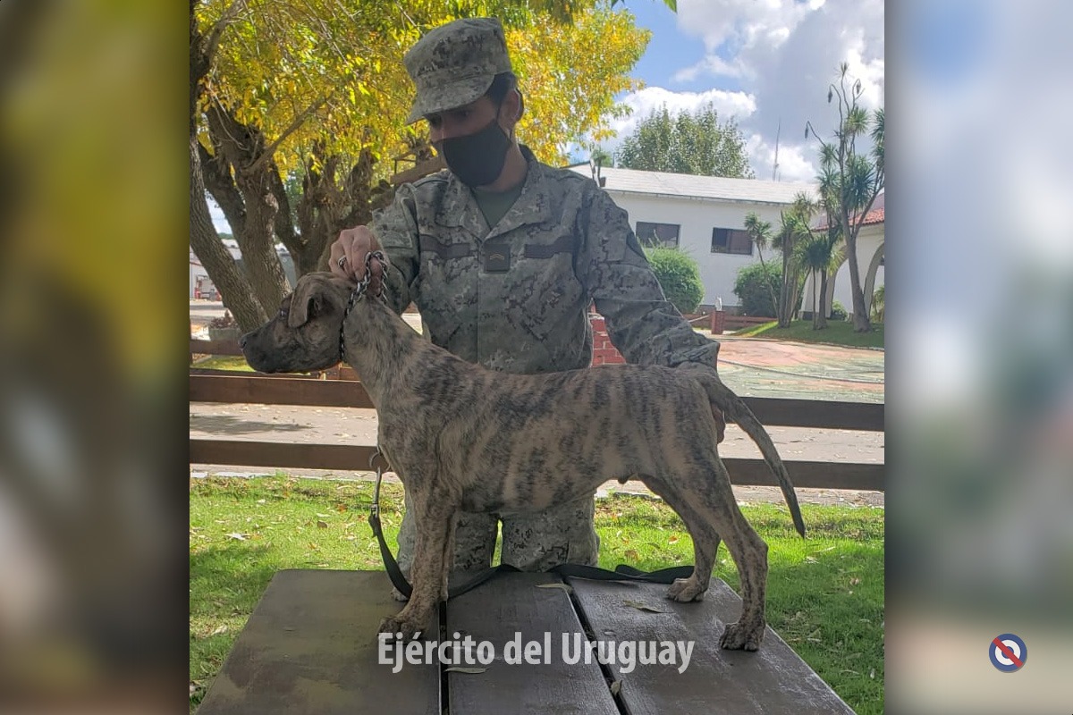 EJÉRCITO DE URUGUAY - Página 35 EzCTQbYWgAMrvk3?format=jpg&name=medium