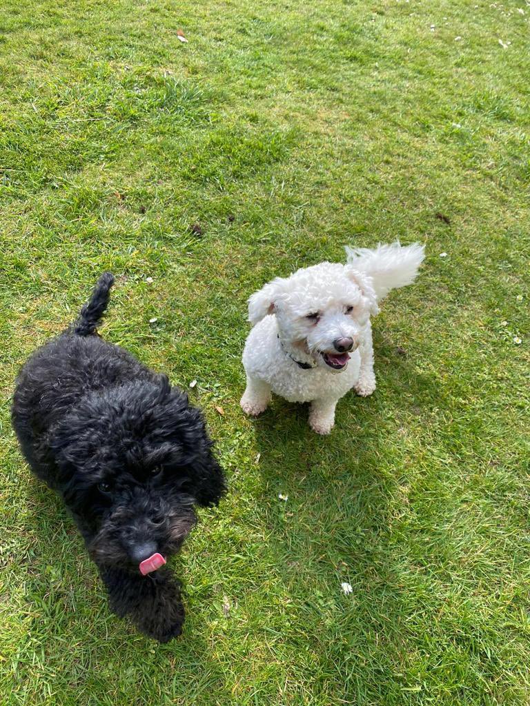 LittlePawsVIP's tweet photo. #Otis Had a great time playing with his buddy #Norman this week. https://t.co/ZAXZWpNHCb