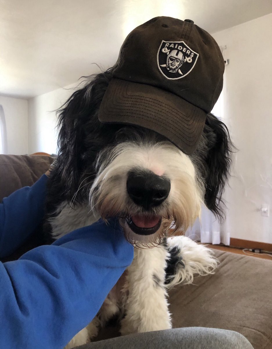 kulkat21's tweet photo. @BuschBeer Benny Williams: 85 pounds of pure stud. excellent paw giver, can drink an ocean dry, and an appearance that makes all the ladies cry. give the kid a chance #buschCTOcontest https://t.co/Zwb3Xv3xie
