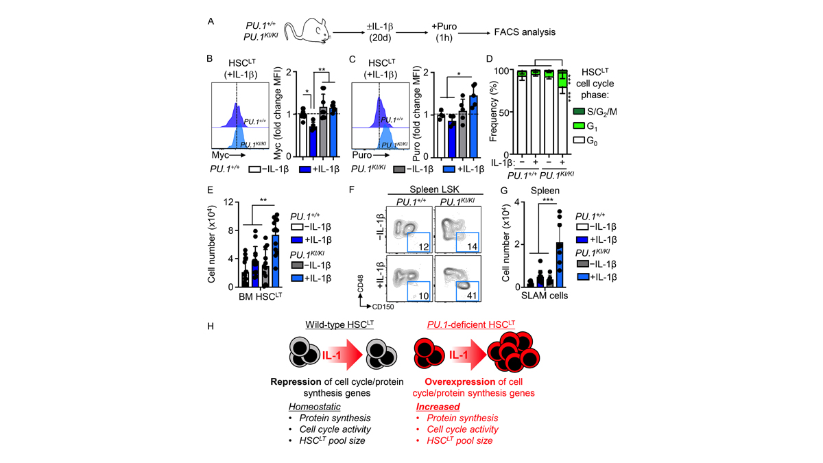 JExpMed's tweet image. .@James_S_Chavez, @pietras_eric, @jdegregori1, @KellyCHiga @welnerlab and colleagues show that #inflammation can suppress hematopoietic stem cell proliferation via the transcriptional regulator PU.1. 
bit.ly/2Q79Nbx
#bloodsystem #hematopoiesis #StemCells
